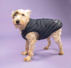 Shires Digby & Fox Padded Dog Coat