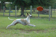 Jolly Pets Jolly Flyer