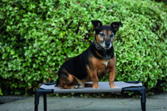 Rambo Hammock Dog Bed