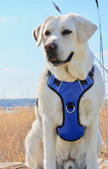 Baydog Chesapeake Dog Harness