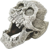 Exotic Environments Cracked Human Skull Mini