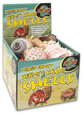 Hermit Crab Shell Natural