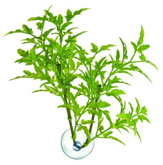 Zoo Med Maple Leaf Betta Plant
