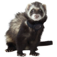 Marshall Ferret Finder