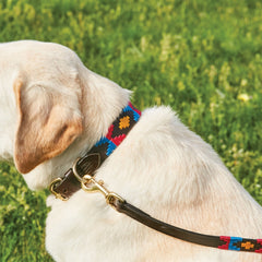 Weatherbeeta Polo Leather Dog Collar