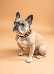 Shires Digby & Fox Printed Cow Hair Dog Collar