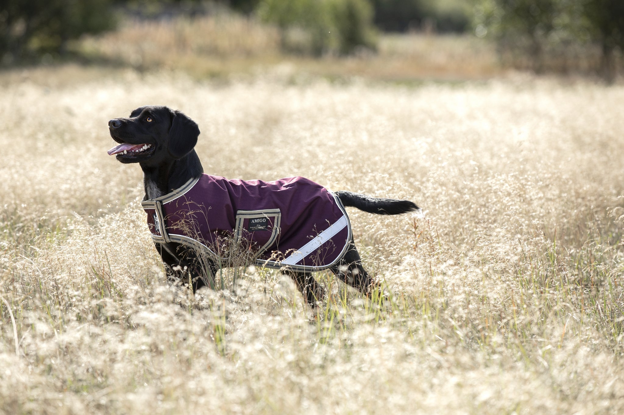 Amigo Ripstop Waterproof Dog Blanket