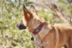 Weaver Terrain D.O.G. Bamboo Adjustable Snap-N-GoCollar