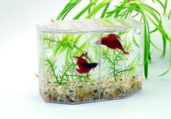 Lees Dual Betta Hex Tank