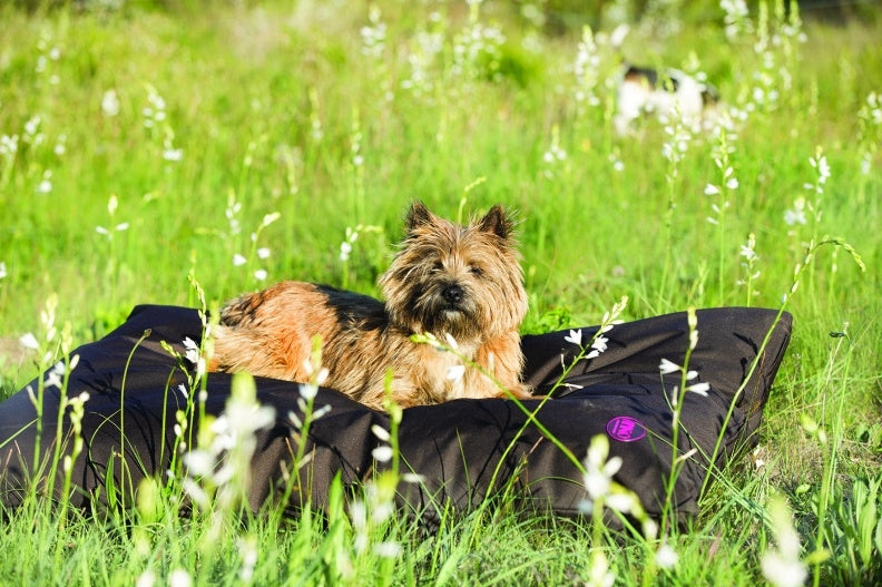 Amigo Dog Bed