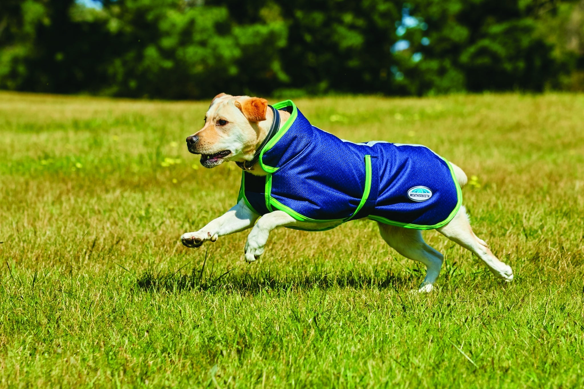 Weatherbeeta Parka 1200D Deluxe Dog Coat - Navy/Lime