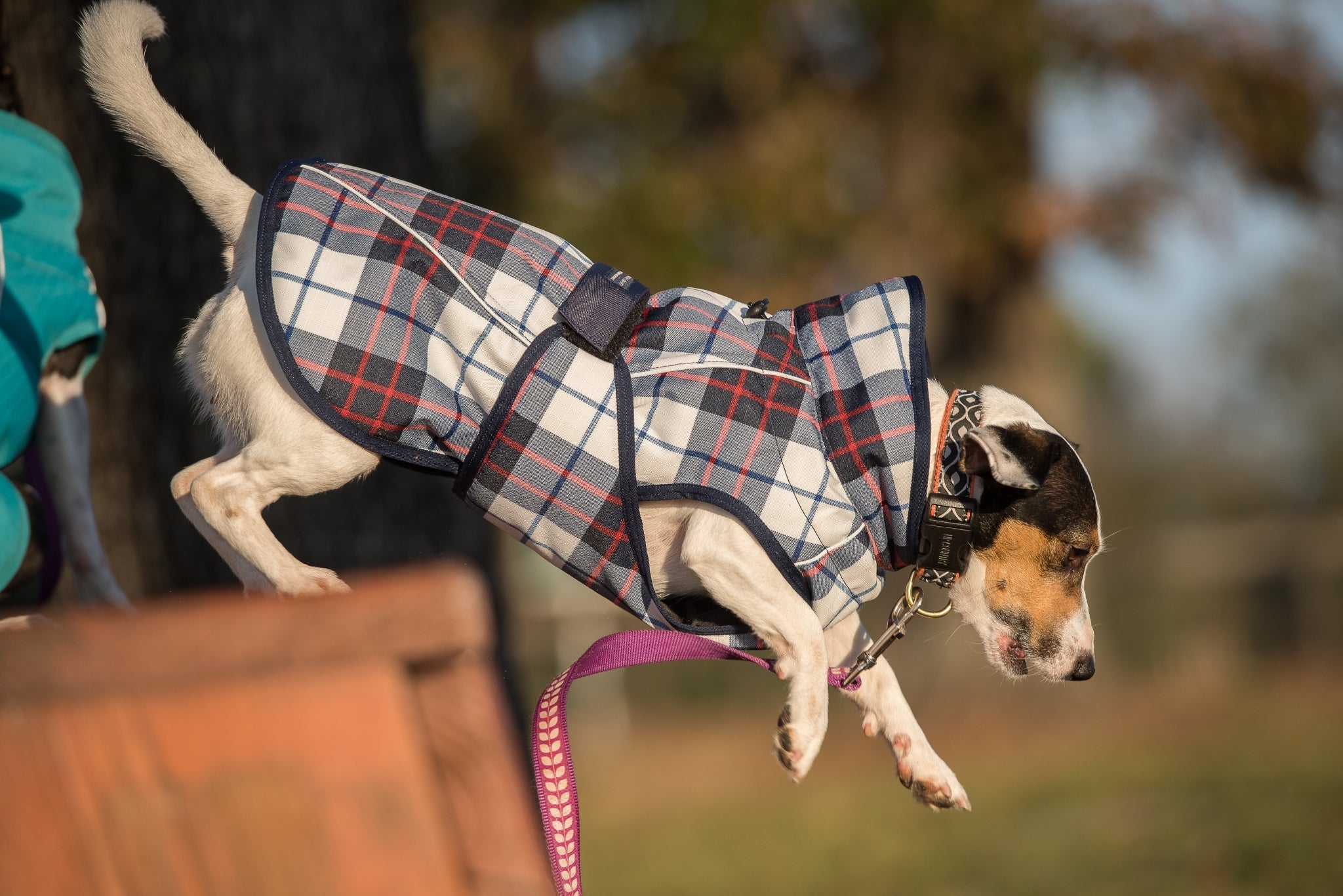 FITS Dog Coat - Navy/Red Plaid