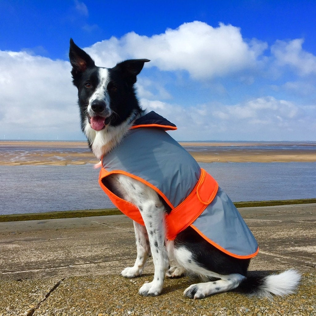 Equisafety Mercury Dog Coat