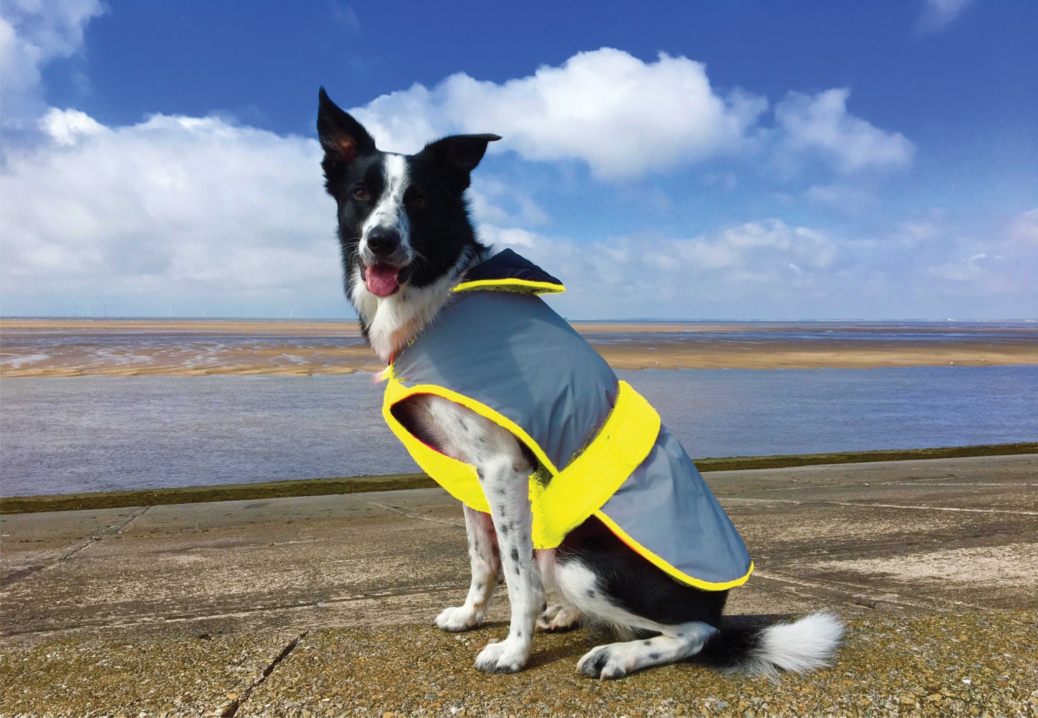 Equisafety Mercury Dog Coat