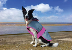 Equisafety Mercury Dog Coat