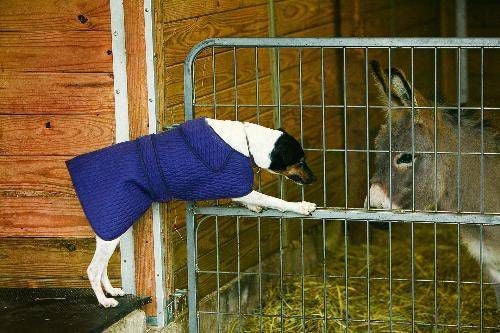 Tuffrider Thermo Manager Dog Blanket