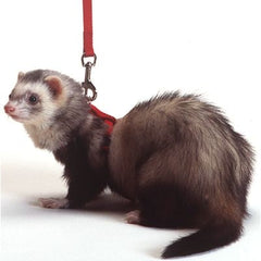 Harness And Lead Set For Ferrets