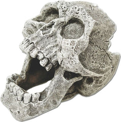 Exotic Environments Cracked Human Skull Mini