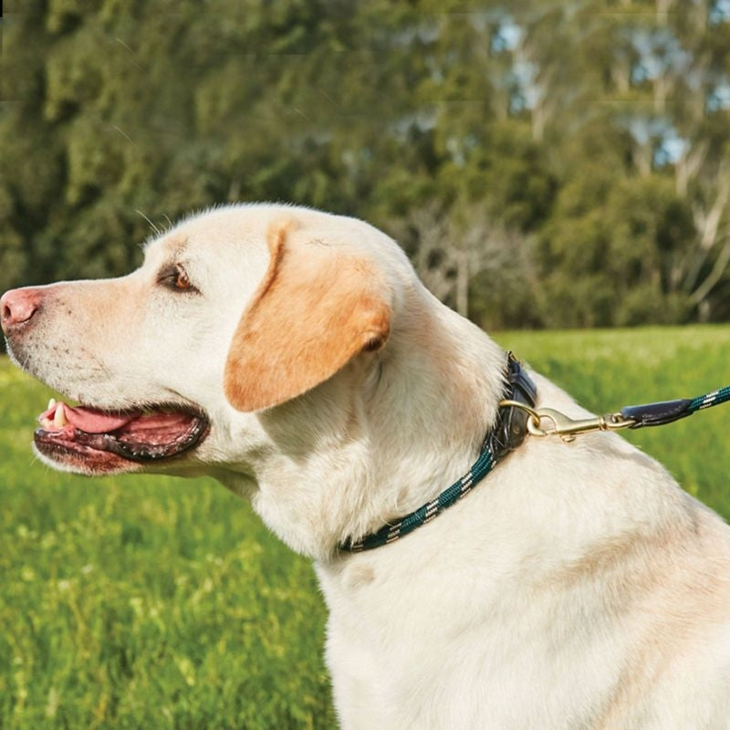 Weatherbeeta Rope Leather Dog Collar