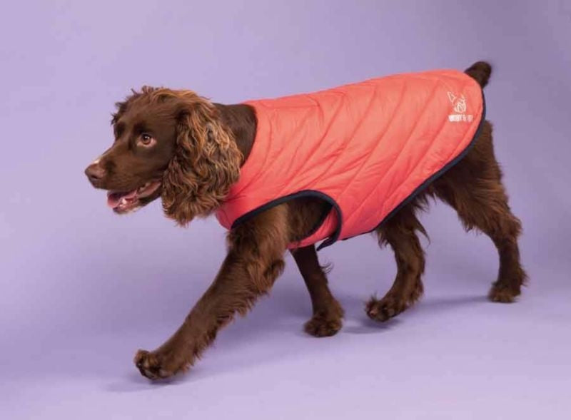 Shires Digby & Fox Padded Dog Coat