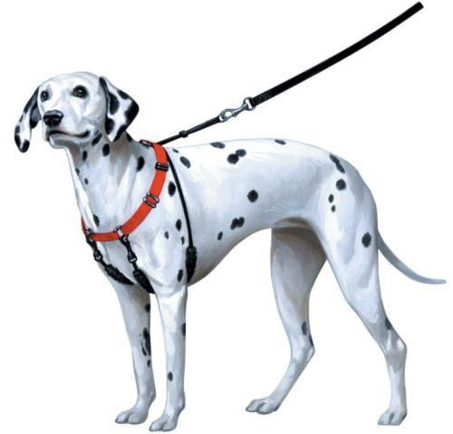 Training Halter Stops Dogs from Pulling