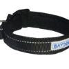 Baydog Tampa Bay Dog Collar