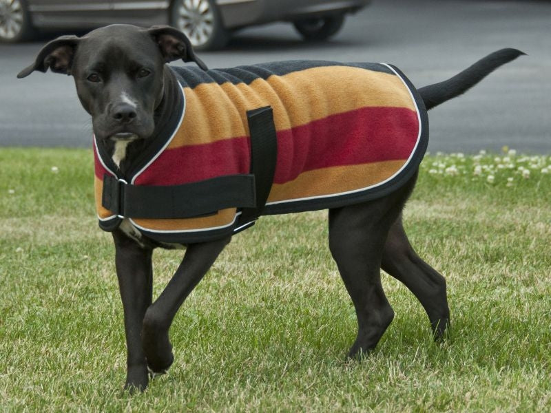 Traditional Pattern Dog Coat