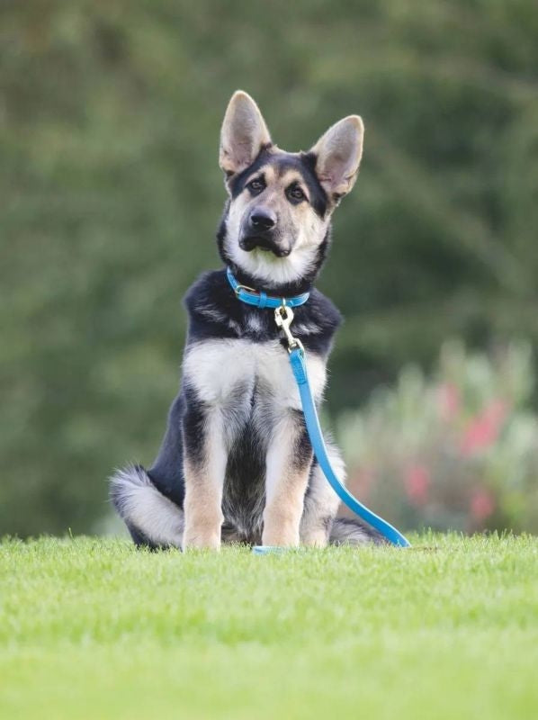 Shires Digby & Fox Padded Leather Dog Lead